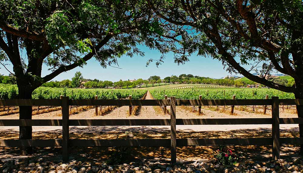 view of a vineyard from behind a fence