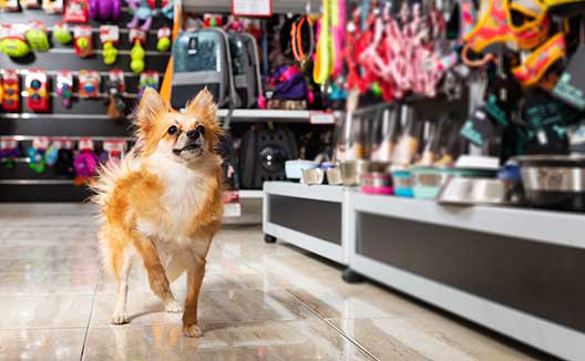 Small dog inside a pet store, looking up