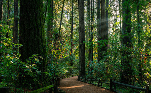 walking path through a forest